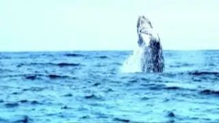Así es el fascinante espectáculo de las ballenas que nos regala la naturaleza en Piura