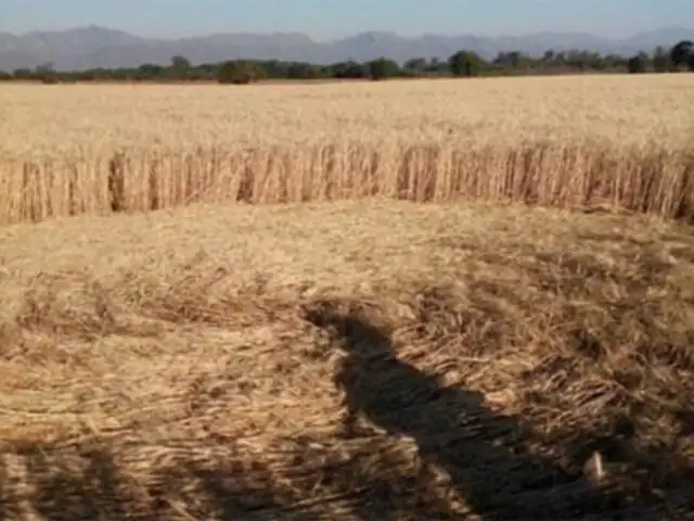 VIDEO: Ovnis dejan extrañas huellas en campos de trigo