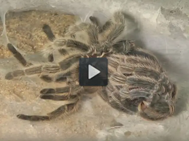 VIDEO: así es el perturbador proceso de muda de una tarántula rosa