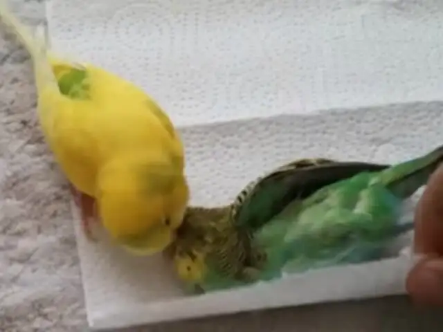 YouTube: pájaro sufre por la muerte de su amigo en conmovedor video viral