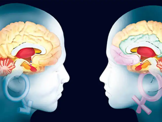 ¿Realmente existen diferencias entre el cerebro de un hombre y una mujer?