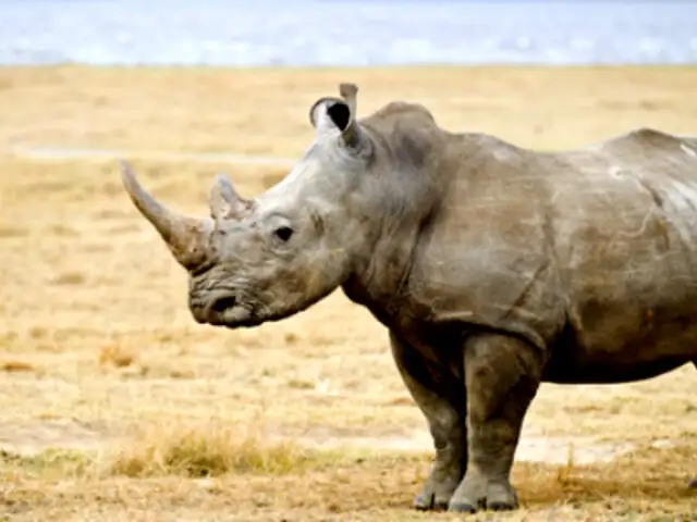 Murió un rinoceronte blanco en EEUU y ahora solo quedan tres en el mundo