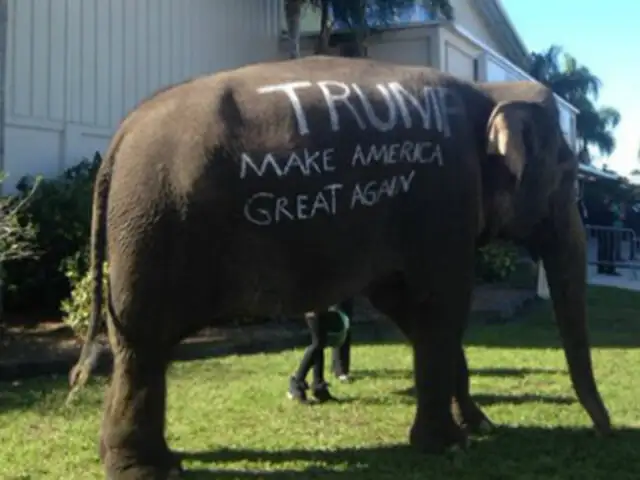 Pintan a elefante para apoyar campaña presidencial de Donald Trump