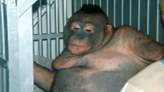 FOTOS: la indignante historia de una orangután esclavizada en un prostíbulo