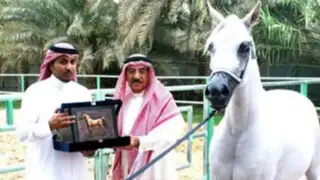 Autoridades de Arabia Saudita ordenan ejecutar un caballo por ser 'homosexual'
