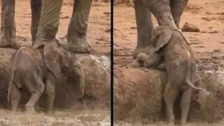 Sudáfrica: elefantes rescatan a cría que había caído en pozo de lodo