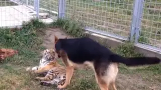 Esta es la curiosa amistad entre tigre y perro que cautiva en las redes sociales