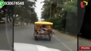Trasladan un burro vivo en la parte posterior de una mototaxi