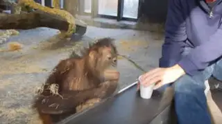 YouTube: orangután vio un truco de magia por primera vez y esta fue su reacción