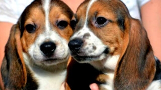 EEUU: conoce a los primeros perros concebidos por fecundación in vitro