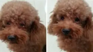 Conmovedor: perrito arrepentido llora con lágrimas cuando su dueño lo regaña