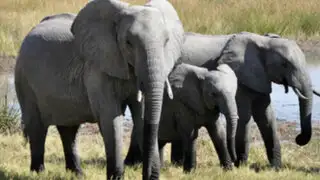 Hombre muere aplastado por elefante que intentaba cazar