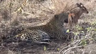 YouTube: ¿Por qué este leopardo le perdonó la vida a un impala?