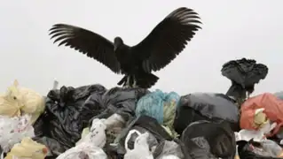 ‘Gallinazo avisa’: aves con GPS ubican focos de basura en Lima