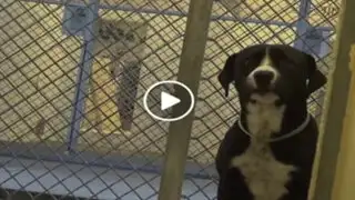 VIDEO: este perro iba a ser sacrificado y así reaccionó cuando una familia lo adoptó