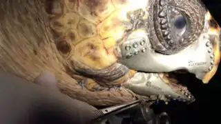FOTOS: impresión en 3D salvó una vida al realizar una prótesis de mandíbula para esta tortuga