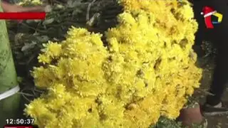 Cientos de personas abarrotan Mercado de Acho para comprar flores amarillas