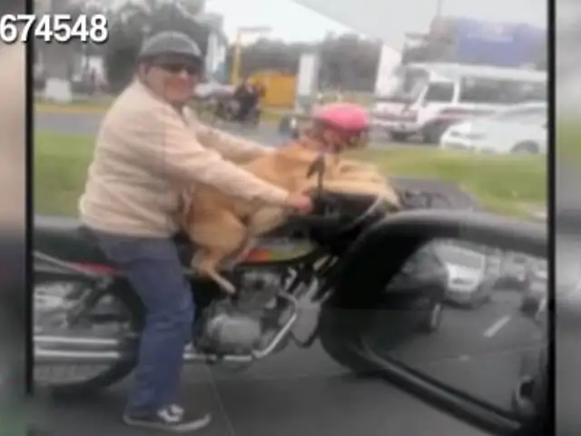 Perrito motociclista recorre a toda velocidad calles de San Miguel