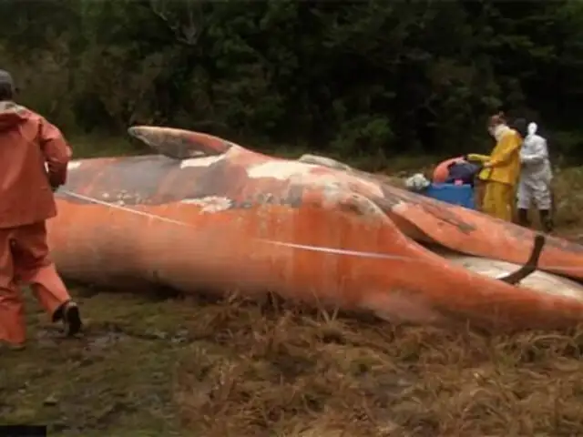 VIDEO: encuentran más de 300 ballenas muertas en las costas de Chile