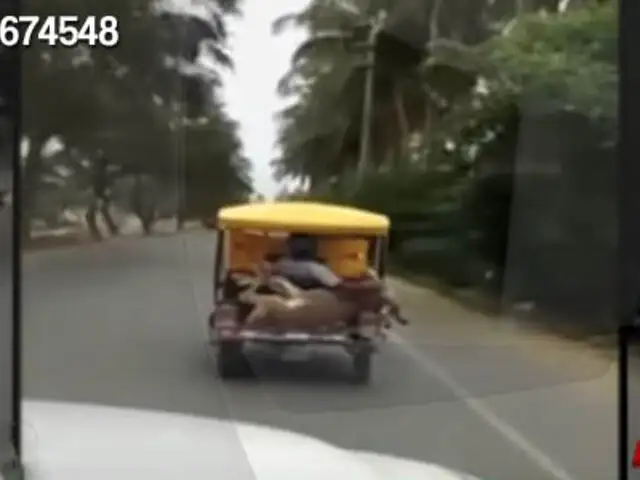 Trasladan un burro vivo en la parte posterior de una mototaxi
