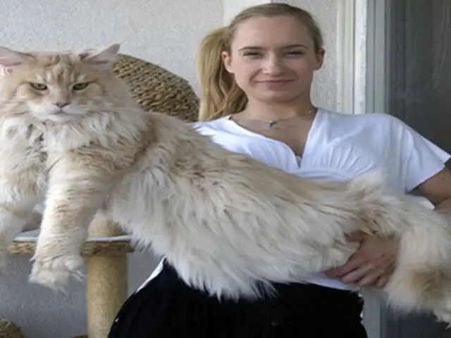 ¿Gatos gigantes? Conoce a los Maine Coon, una especie realmente impresionante