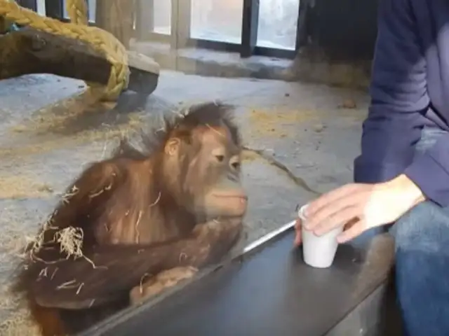 YouTube: orangután vio un truco de magia por primera vez y esta fue su reacción