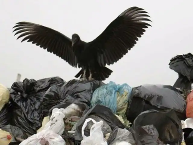 ‘Gallinazo avisa’: aves con GPS ubican focos de basura en Lima