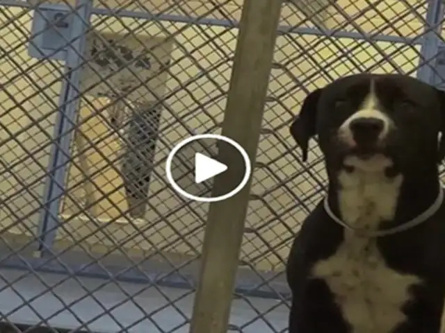 VIDEO: este perro iba a ser sacrificado y así reaccionó cuando una familia lo adoptó
