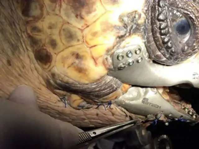 FOTOS: impresión en 3D salvó una vida al realizar una prótesis de mandíbula para esta tortuga