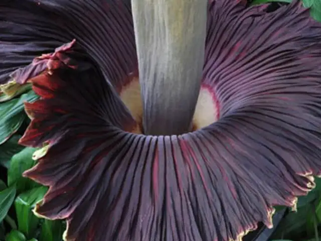 VIDEO: florece misteriosa planta de casi dos metros y olor a cadáver