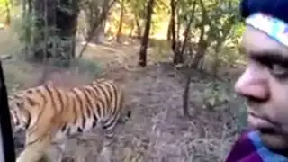 India: turistas viven aterrador momento al encontrarse con un tigre