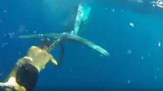VIDEO: joven arriesga su vida para  rescatar a ballena atrapada