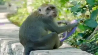 Indonesia: los monos ‘ladrones’ que son la pesadilla de turistas