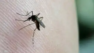 Minsa alerta sobre posible ingreso de virus Zika al Perú