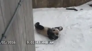 Mira cómo un tierno oso panda usa su pote de agua para jugar en la nieve