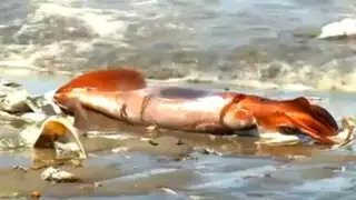 Miles de calamares aparecen muertos en costas de Chile