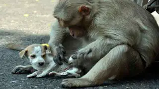 FOTOS: lo que hizo este mono con un pequeño cachorro sorprendió a todos en la India