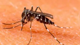 Alerta por virus Zika: ¿Qué es y cuáles son los síntomas que presenta?