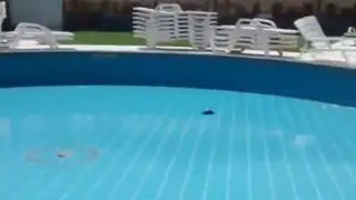 Hallan dos ratas en piscina para niños en Pueblo Libre