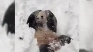 VIDEO: adorable oso panda se revuelca de felicidad por la nieve en EEUU