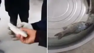 VIDEO: ¿Un pez congelado puede volver a la vida?