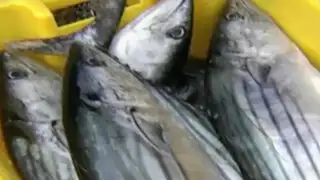 Baja precio del pescado en terminales de Lima