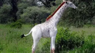 Cazadores furtivos estarían detrás de la única jirafa blanca del mundo