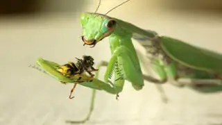 FOTOS: 7 datos insólitos que nadie te contó sobre la mantis religiosa
