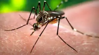 La Batería: Todo lo que debes saber sobre el virus Zika