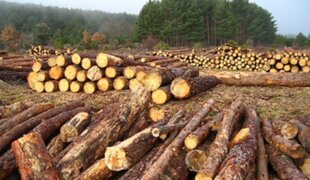 Empresarios denuncian trabas para exportar madera