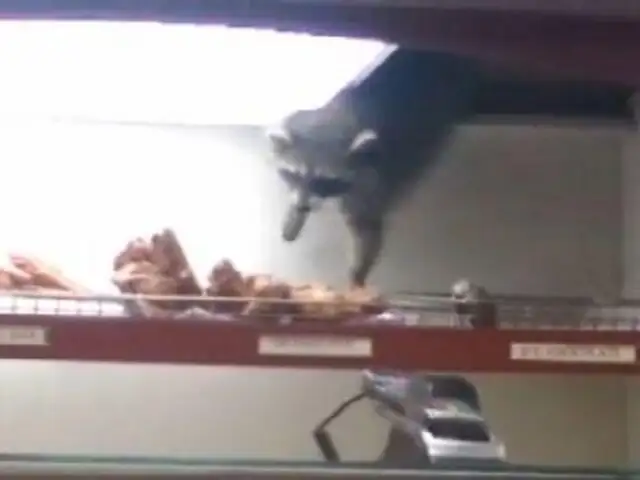 VIDEO: mapache sorprende con increíble 'habilidad' para robar una dona