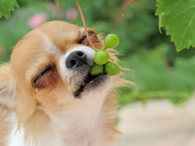 FOTOS: 15 alimentos que jamás deberías darle a tu perro