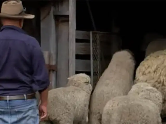 VIDEO: “desnudan” oveja que estuvo prófuga por más de seis años