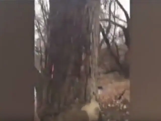 VIDEO: ¿Por qué los habitantes de Ohio creen que este árbol es diabólico?